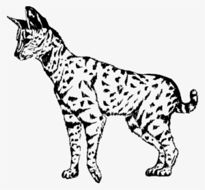 Serval Cat Drawing Vector Clipart - Savannah Cat Vector