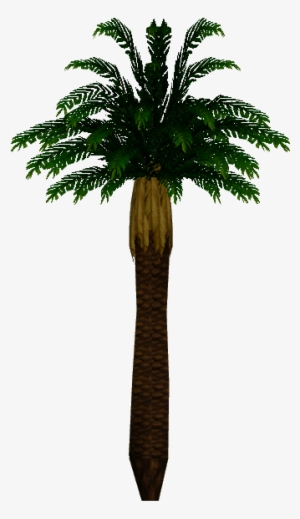 Tropical Palm - Wiki