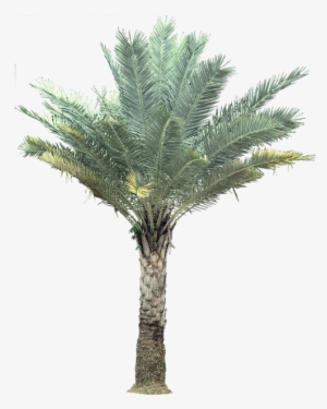 Transparent Palm Tree Plant Images - Silver Date Palm Png