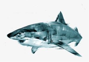Animus - Great White Shark