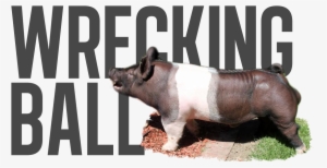 Wrecking Ball - Pre-order - Overrun - Last Call - - Suidae