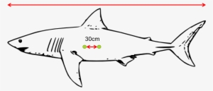 Diagram Of Laser Dots On The Side Of A Shark - Great White Shark Outline Drawing