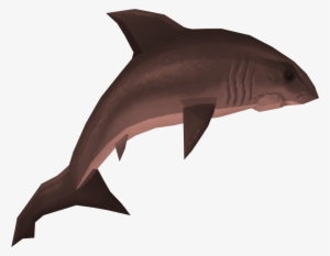 Raw Great White Shark Runescape Wiki - Shark Runescape