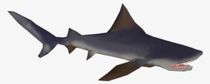 Borneo Shark - Wiki