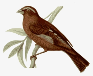 Birds Vector Realistic - Brown Feathered Bird