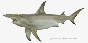 Shark, Hammerhead - Great Hammerhead Shark Png