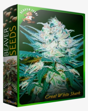Great White Shark - Cannabis
