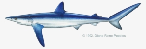 Carcharhinidae Family - Blue Shark