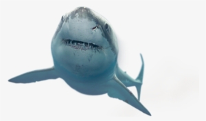 Shark - Shark Tumblr Transparent