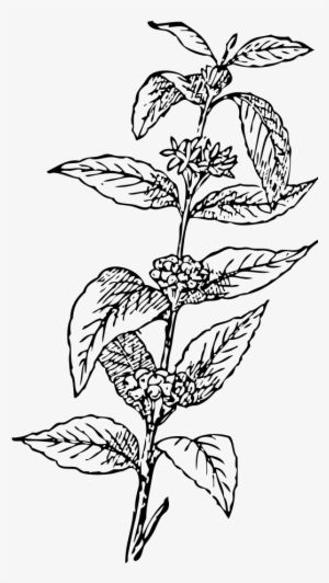 Coffee Tree Drawing At Getdrawings - Coffee Leaf Vector Png