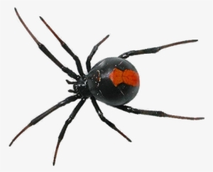 Browse Newest - Spider Png