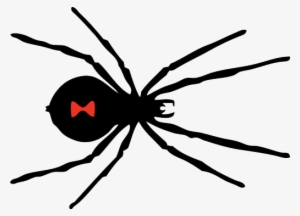 Black Widow Spider Png Image - Black Widow Spider Black And White