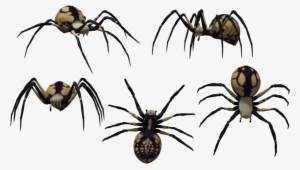 Black Widow Spider Art - Latrodectus Tredecimguttatus