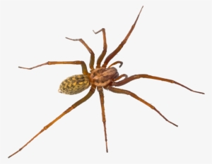 Texas Has Many Varieties Of Spiders, Some Quite Venomous - Tegenaria Domestica Florida Spiders