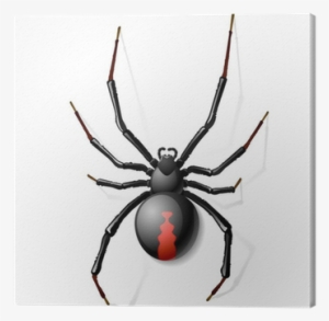 Black Widow Spider Vector