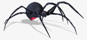 Spiders - Widow Spiders