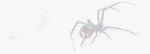 Black Widow Side Image - Black Widow