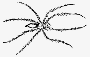 Spider Drawing Line Art Tarantula - Line Drawing Of A Spider