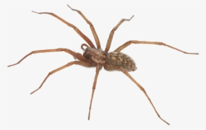 The Category Of Dangerous Spiders Is Predominantly - Brown Recluse Spider