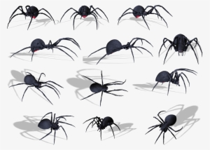 spider png image - zehirli siyah Örümcek