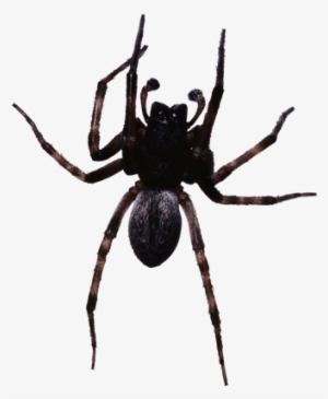 Large Black Spider - Spiders In Astoria Oregon