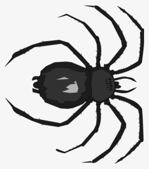 Below Is A Rendering Of The Page Up To The First Error - Araneus Cavaticus
