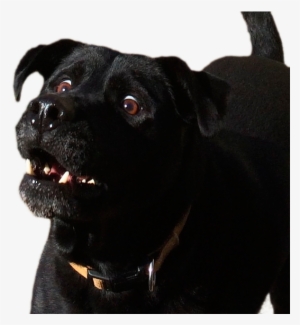 Surprised Dog - Dog