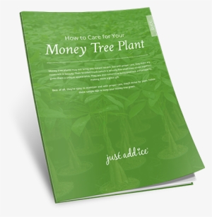 Money Tree Care Guide Money Tree Plant Care, Tree Care, - Flyer