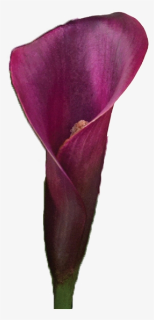 Colorful Calla Lilies Meaning Of Calla Lily Colors - Purple Calla Lily Png