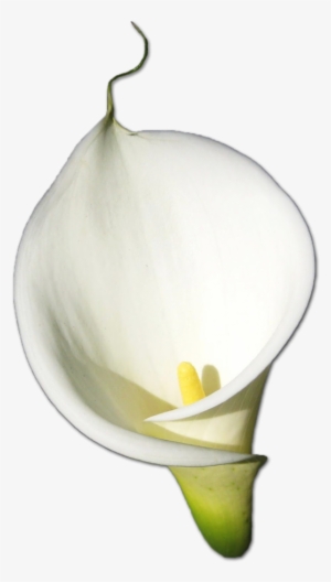 Calla Png Hd - Arum