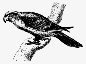 Parrot2 - Fossilcommunity Orginal Handicraft: Pendant With A