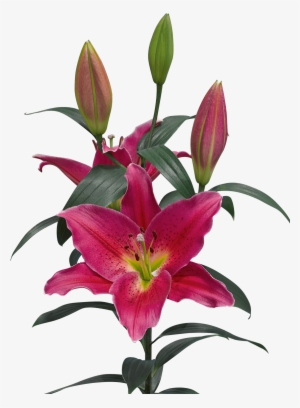Color Availablity - Wholesaling