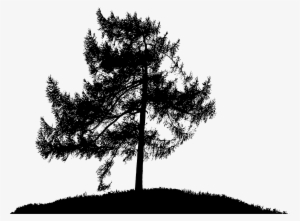 Tree Sticker - Png Pine Trees Silhouettes