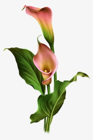 Calla Lilies - Arum Lily