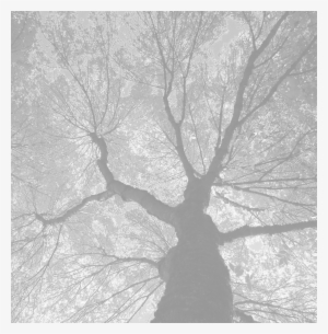 Tree Background - Monochrome