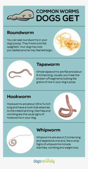 Feed These Everyday Foods To Get Rid Of Dog Wormsfeed - Dog Worms