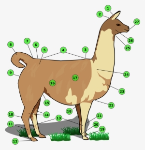 names of llama body parts - partes de la llama animal