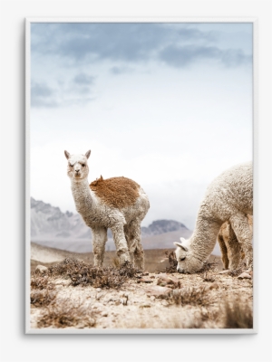 Mountain Llamas Pt - South America