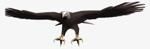 Png Images - Eagle - Eagle