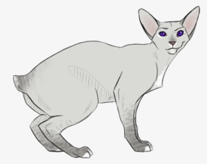 Feral Dobby - Cat
