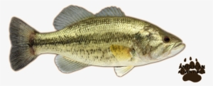 Large-mouth Bass - Largemouth Bass Png