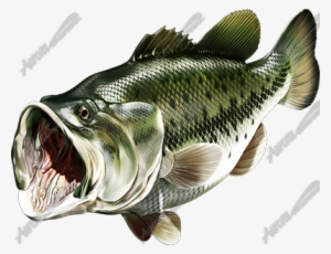 Largemouth Bass Transparent