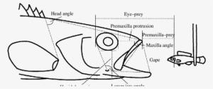 Lateral Schematic View Of A Largemouth Bass At The - Diagram
