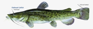 Picture - Catfish And Bass Breed