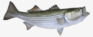 The Coast Of The Oceans - Striped Bass