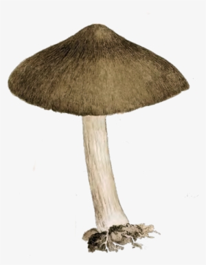 Brown And Cream Mushroom - Mushroom Vintage Png