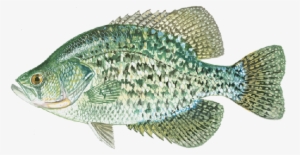 Choose From Four Of Ray Roberts Best Fish - Black Crappie