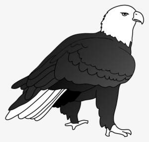Eagle Drawing Outlined - Drawing Eagles