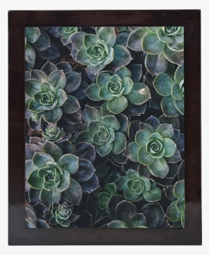Best Sellers - Succulents Cactus Shower Curtain