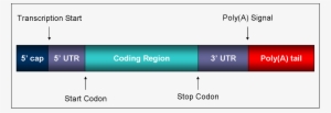 Mature Mrna - Regions Of Mrna